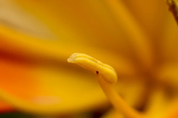 Staubgefäße der Blume — Stockfoto
