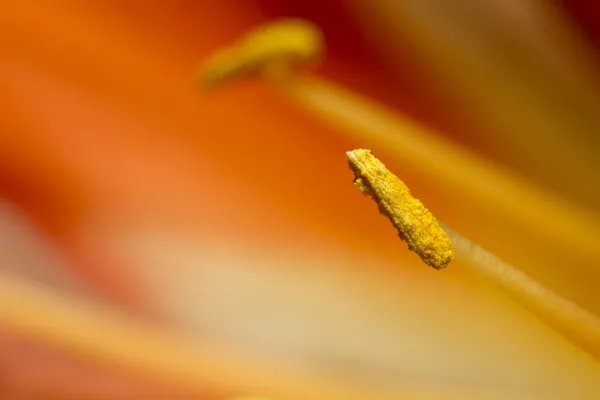 Staubgefäße der Blume — Stockfoto
