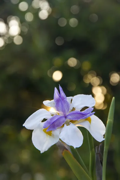 Iris coloré — Photo