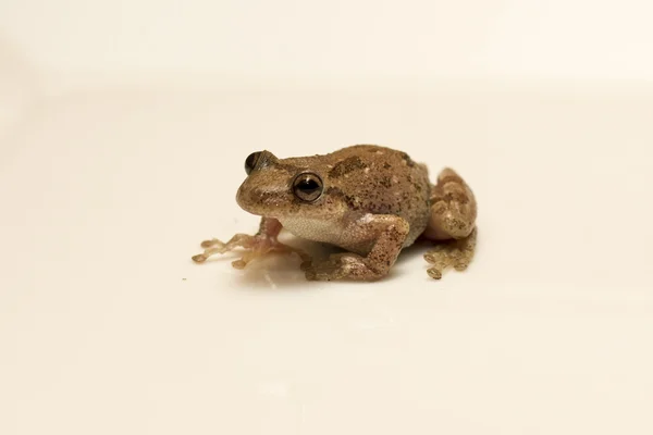 Green european frog — Stock Photo, Image