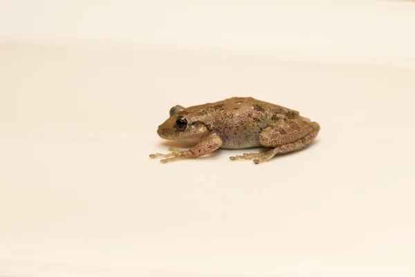 Green european frog — Stock Photo, Image