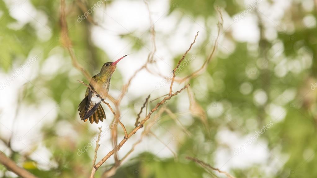 Hummingbird standing on a branch