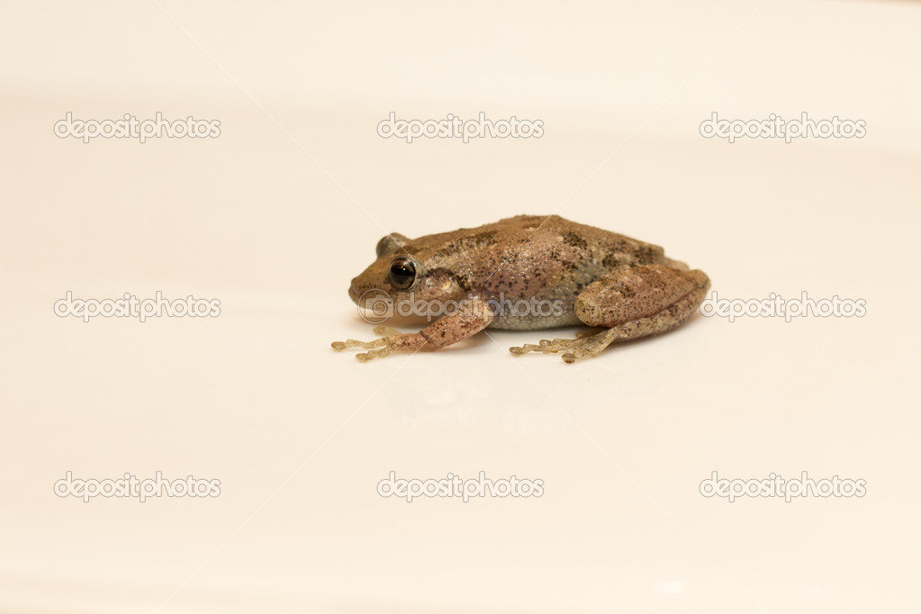 Green european frog