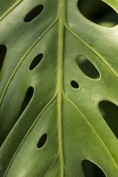 Πράσινο φύλλο με φυσικό τρύπες — Φωτογραφία Αρχείου