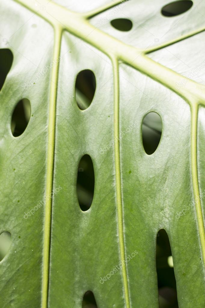 Green leaf with natural holes