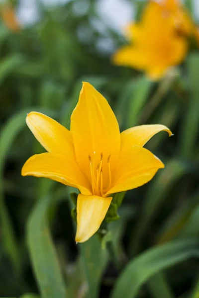Fleur de lys jaune — Photo