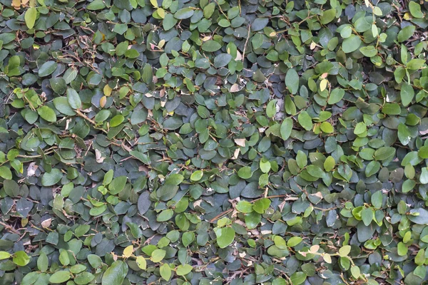 Green leaves texture — Stock Photo, Image