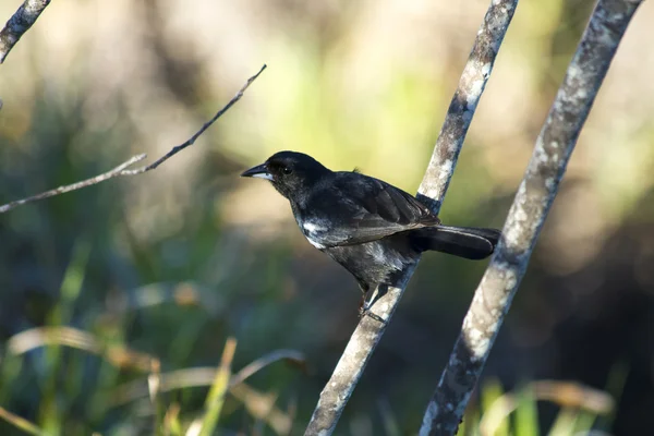 Oiseau sur fond naturel — Photo