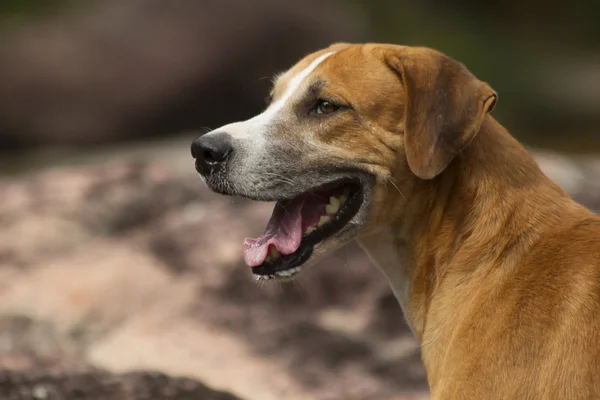 Brown and white dog — Stock Photo, Image