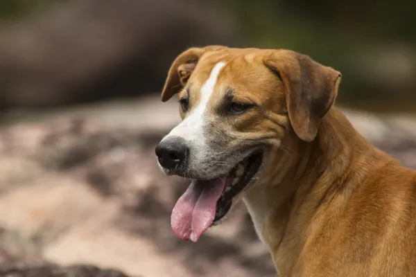 Brown and white dog — Stock Photo, Image