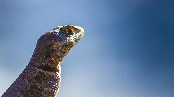 Green crested lizard — Stock Photo, Image