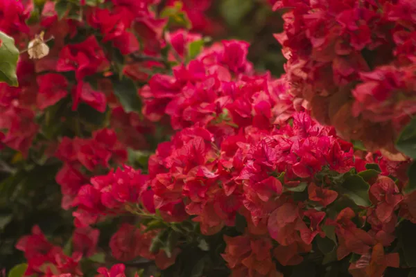 Rote Blüten — Stockfoto