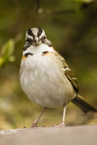 Nice bird — Stock Photo, Image