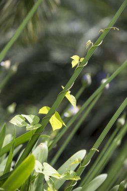 büyürken sarmaşık