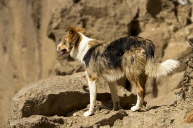 kahverengi ve beyaz köpek