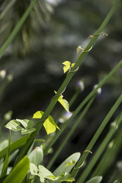 Ivy crescendo — Foto Stock