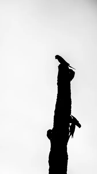 Vogel auf dem Baum — Stockfoto