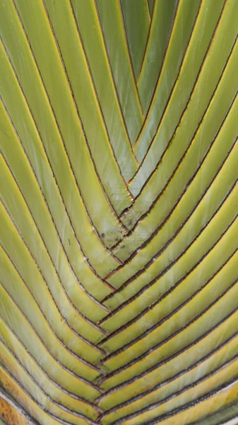 Palme — Stockfoto