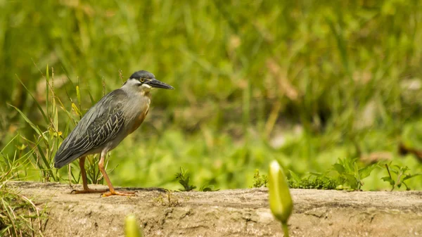 Vogel auf dem Gras — Stockfoto