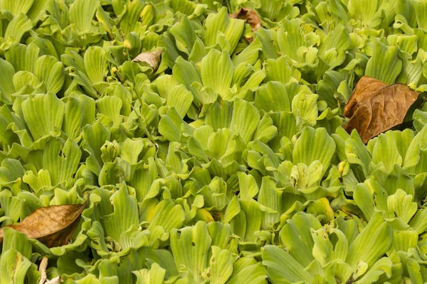 Green plants — Stock Photo, Image