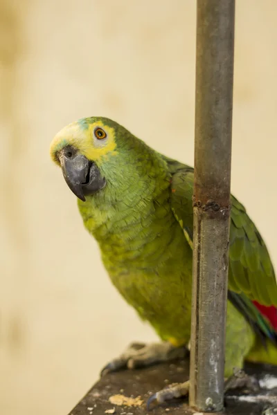 Blue-fronted amazon parrot — Stock Photo, Image