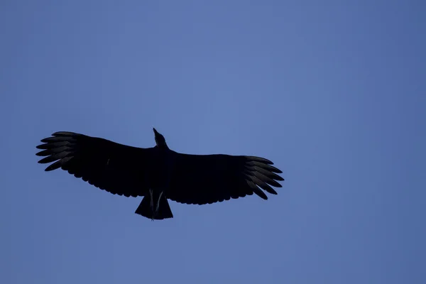 Gökyüzü doğa üzerinde kuş — Stok fotoğraf