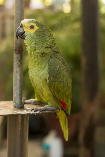 Blue-fronted amazon parrot — Stock Photo, Image