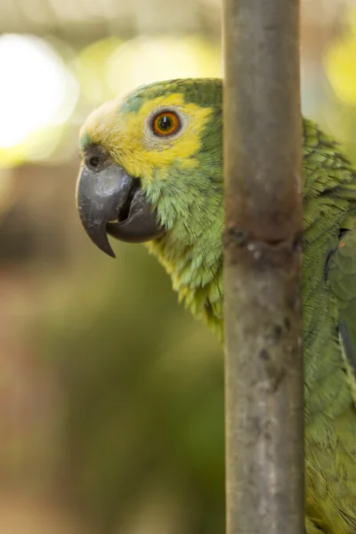 Blue-fronted amazon parrot — Stock Photo, Image