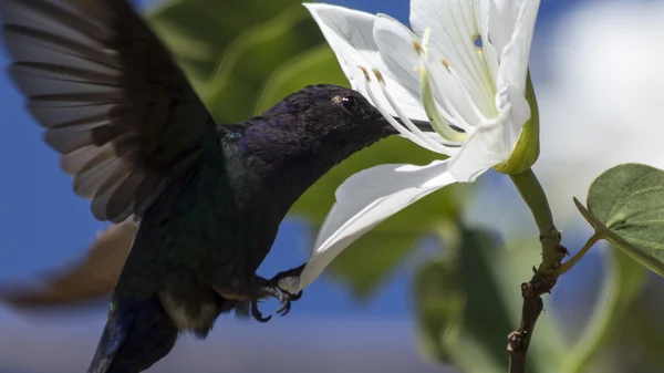 Hummingbird — Stock Photo, Image