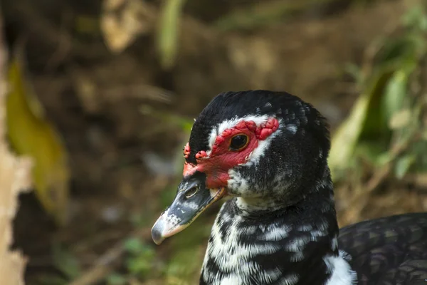 Ente mit weißer schwarzer und roter Farbe — Stockfoto