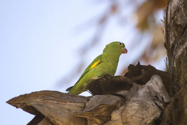 Colorful parrot — Stock Photo, Image