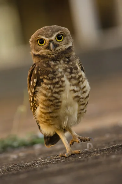 Owl looking attentively — Stock Photo, Image