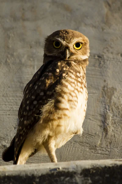Owl looking attentively — Stock Photo, Image