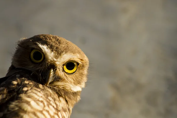 Hibou regardant attentivement — Photo