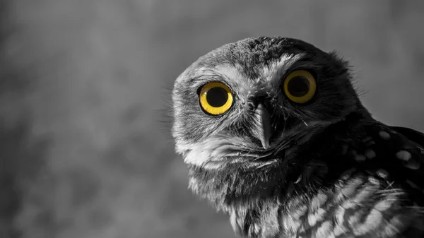 Dikkatle bakıyor baykuş