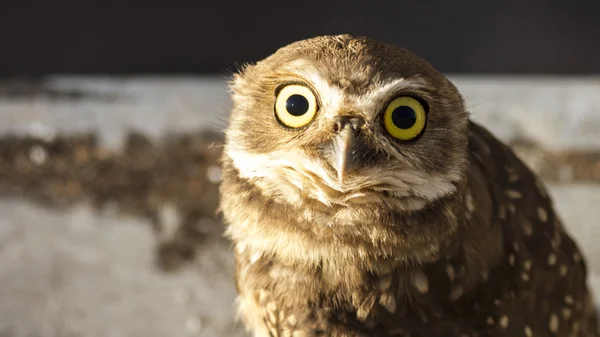 Owl looking attentively — Stock Photo, Image