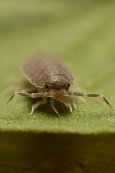 Kumbang di rumput — Stok Foto