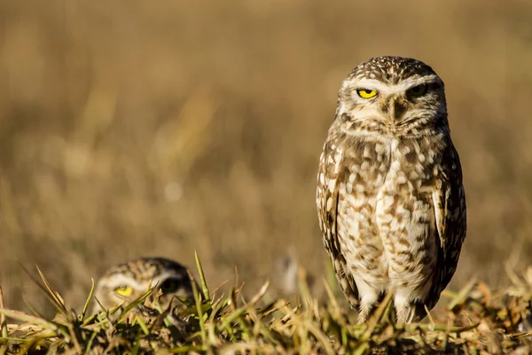 Uilen op zoek naar de camera — Stockfoto