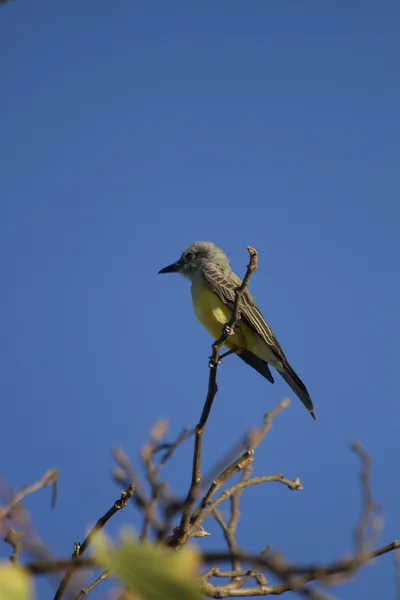 Pájaro pequeño amarillo y marrón — Foto de Stock