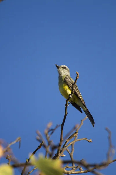 Yellow and brown small bird — Stock Photo, Image