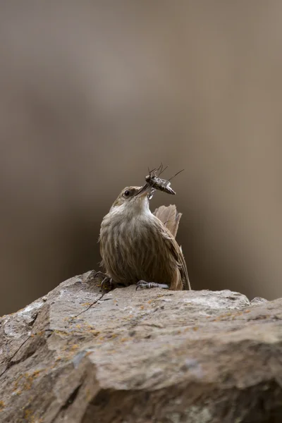 Маленькая птичка, несущая еду в гнездо — стоковое фото