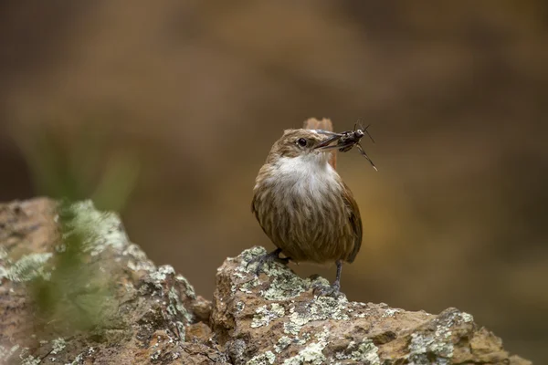 Kleiner Vogel bringt Futter zum Nest — Stockfoto