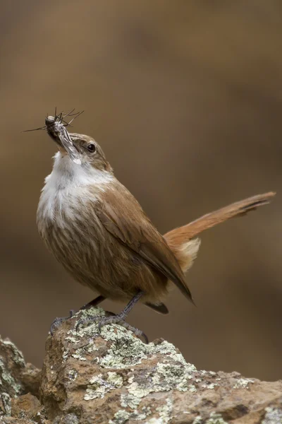 巣に小さな鳥キャリング食品 — ストック写真