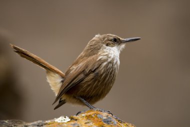 küçük kahverengi kuş