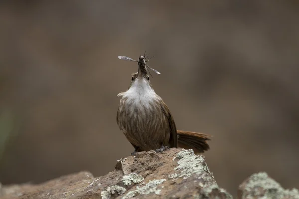 Petit oiseau portant de la nourriture au nid — Photo