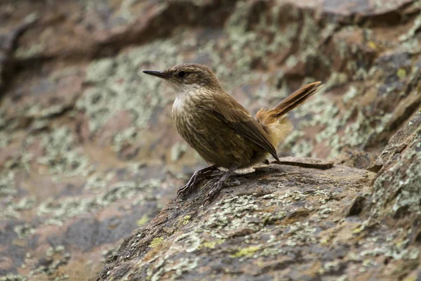 Liten brun fågel — Stockfoto