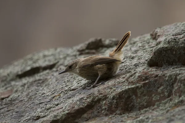 Малая бурая птица — стоковое фото