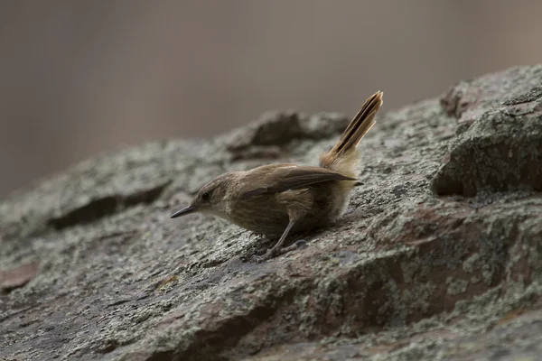 Petit oiseau brun — Photo