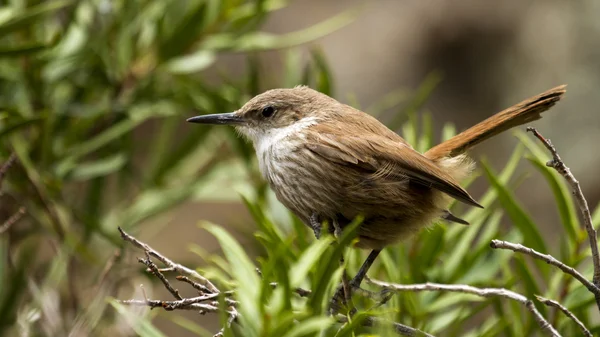 小さな茶色の鳥 — ストック写真