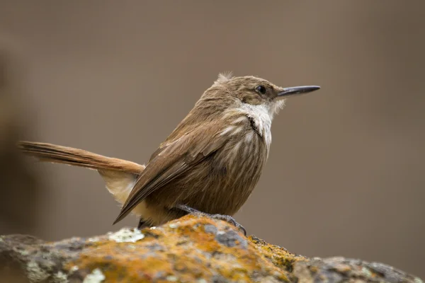 Small brown bird — Stock Photo, Image